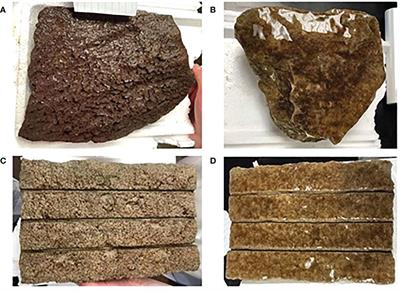 Nature-based coastal restoration: Development of an early-rearing production protocol of sugar kelp (Saccharina latissima Linnaeus) for bottom planting activities in the Gulf of St-Lawrence (Québec, Canada)